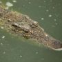 MrCrocodile